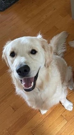 Meet Dodger!