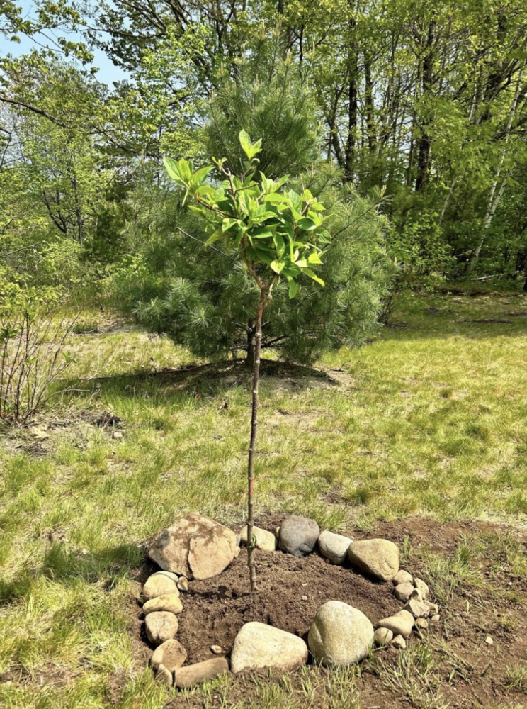 Margaret Chase Smith School receives tree from Central Maine Power to celebrate Maine Arbor Week