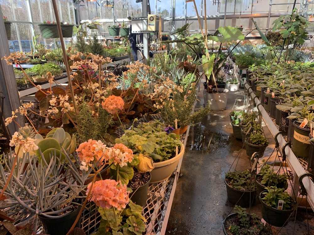 The greenhouse is full, the pansies are starting to bloom in preparation for the Early Spring Plant sale, and the Landscaping and Horticultural Program students have been hard at work getting everything ready.