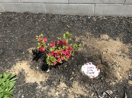 5th Graders Gifted an Azalea Shrub