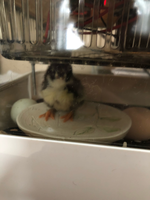 Ms. Morton's 3rd Graders Welcome their First Chick!