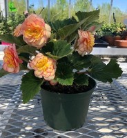 Plants Plus Spring Sale