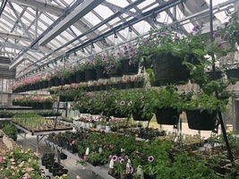 SPRING PLANT SALE